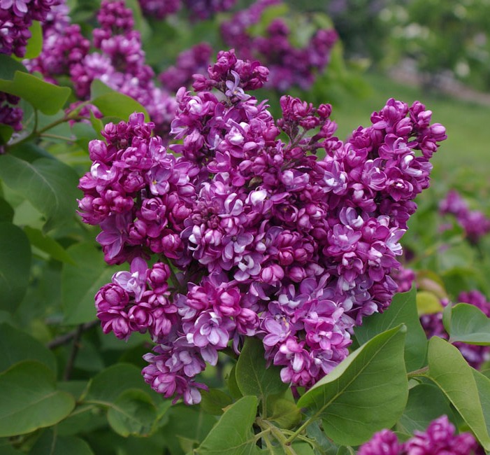 Syringa vulgaris "Paul Thirion"